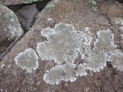 Xanthoparmelia murina