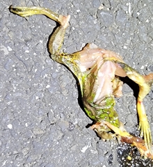 Odorrana tianmuii