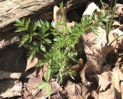 Perideridia americana