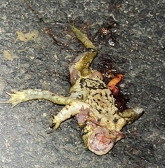 Bufo gargarizans