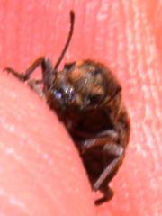 Somaticus albomaculatus