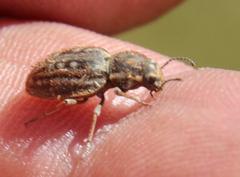 Somaticus albomaculatus