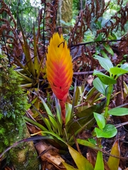Tillandsia lampropoda