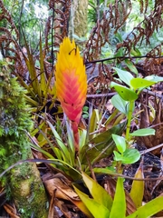 Tillandsia lampropoda