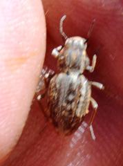Somaticus albomaculatus