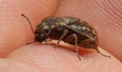 Somaticus albomaculatus