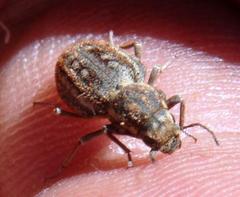 Somaticus albomaculatus
