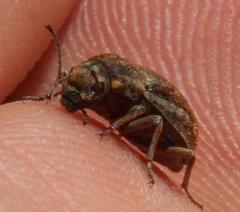 Somaticus albomaculatus