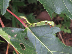 Shaka atrovittatus