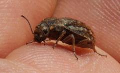 Somaticus albomaculatus