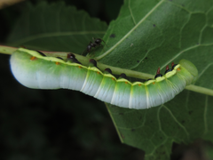 Shaka atrovittatus