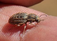 Somaticus albomaculatus