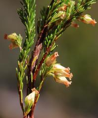 Erica caffra caffra