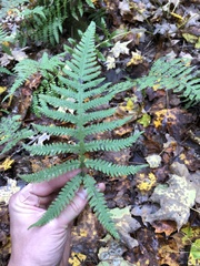 Phegopteris excelsior