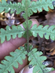 Phegopteris excelsior