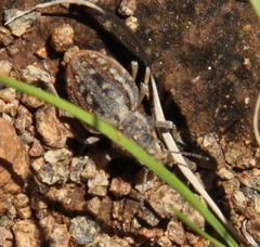 Somaticus albomaculatus