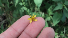 Bidens cynapiifolia