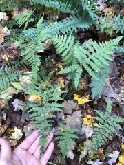 Phegopteris excelsior