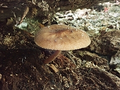 Pluteus granularis