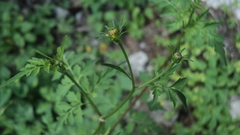Bidens cynapiifolia