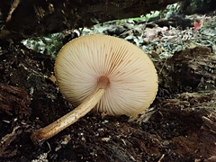 Pluteus granularis