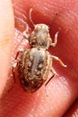 Somaticus albomaculatus