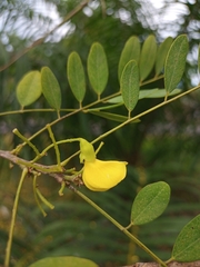 Diphysa americana