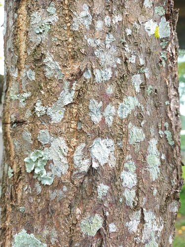 Diphysa americana - Leaves