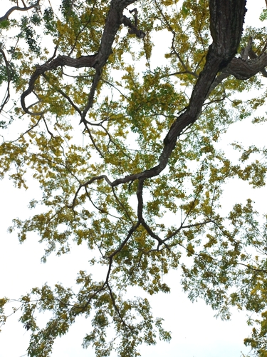 Diphysa americana - Whole tree