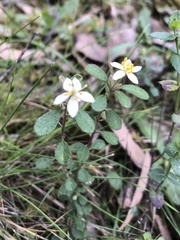 Asterolasia asteriscophora albiflora