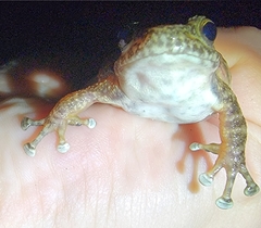 Amolops wuyiensis
