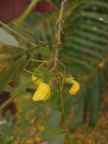 Diphysa americana - Leaves
