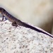 Black-tailed Brush Lizard - Photo (c) Bill Levine, some rights reserved (CC BY-NC), uploaded by Bill Levine