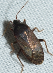 Lethaeus fulvovarius