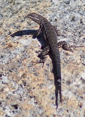 Baja California Brush Lizard photo 3