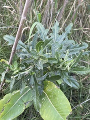 Pedicularis lanceolata