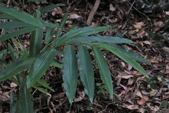 Alpinia caerulea