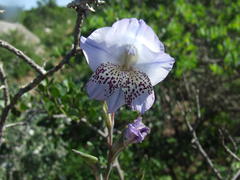 Gladiolus caeruleus
