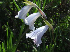 Gladiolus caeruleus