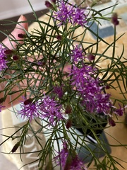 Vernonia lettermannii