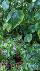 Pseuderanthemum cuspidatum