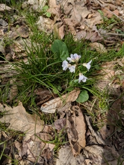 Cardamine douglassii