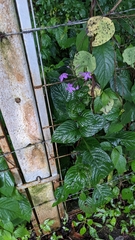 Pseuderanthemum cuspidatum