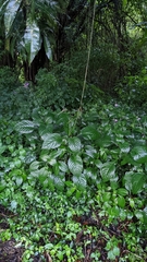 Pseuderanthemum cuspidatum
