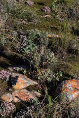 Euphorbia clava