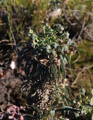 Euphorbia clava