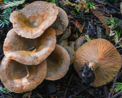 Lactarius aestivus