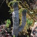 Euphorbia clava - Photo (c) Tony Rebelo,  זכויות יוצרים חלקיות (CC BY-SA), הועלה על ידי Tony Rebelo