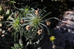 Euphorbia clava