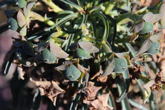 Euphorbia clava